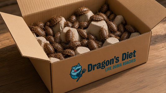 Open Dragon's Diet shipping box with Dubia roaches scattered and overlapping on egg crate