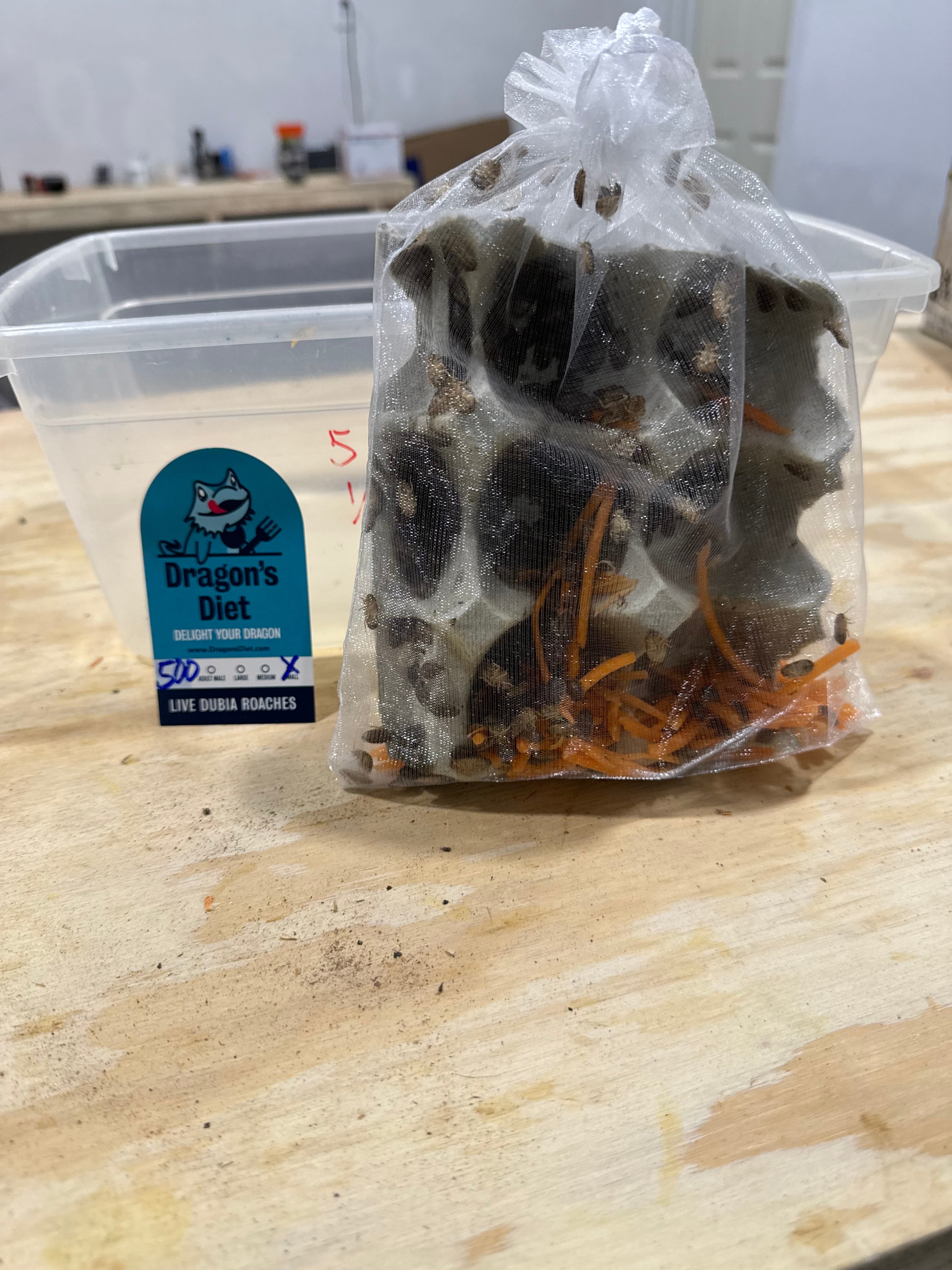 Bulk Dubia Roaches Online | Wholesale Dubia Roaches for Sale – Dragon's ...