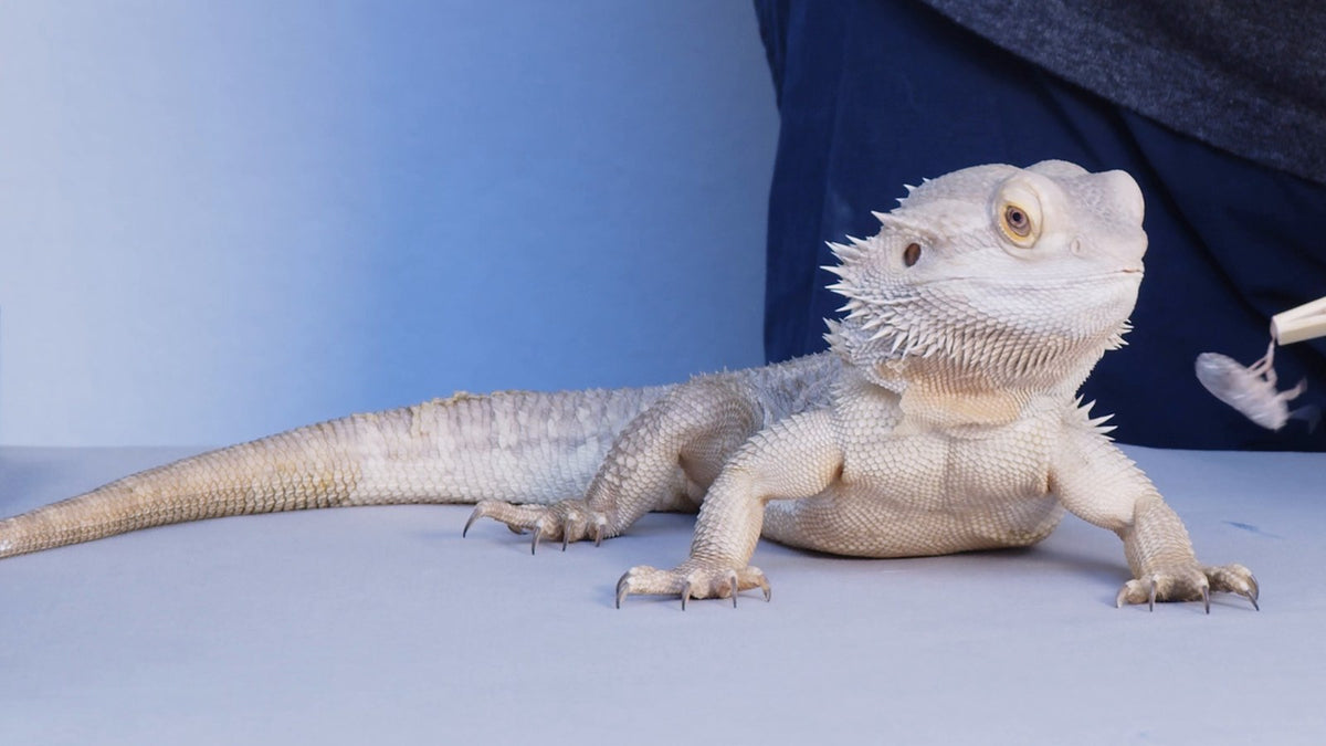 Bearded dragon watching a live Dubia roach held out on bamboo feeding tweezers