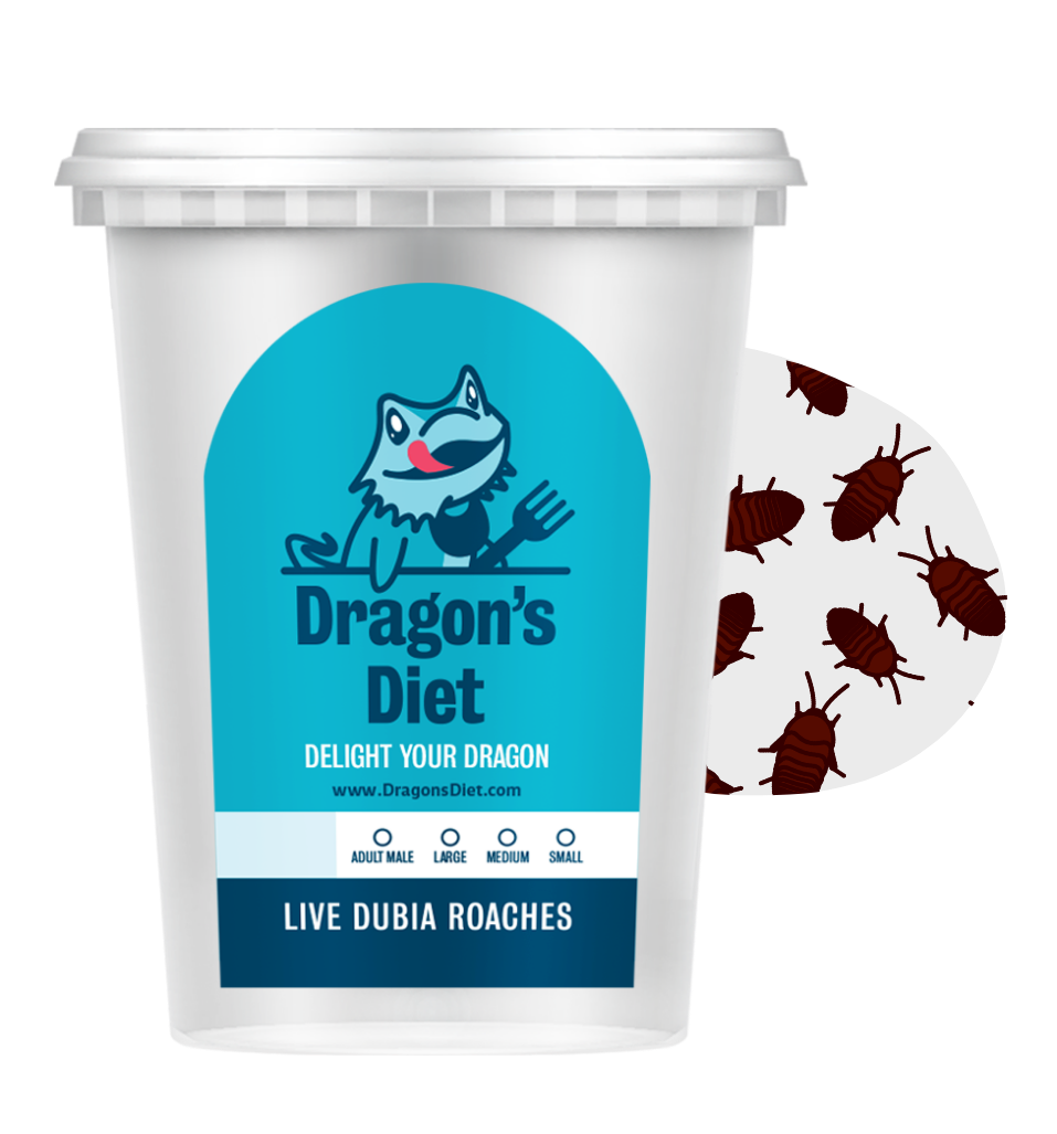 How To Play With A Bearded Dragon Activities Enrichment Ideas how-to-play-with-a-bearded-dragon-activities-enrichment-ideas