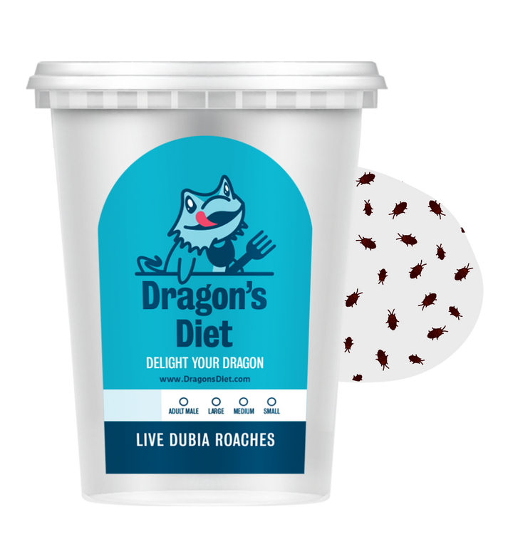 How Long Do Tarantulas Live? Tarantula Lifespan Chart Dragon's Diet